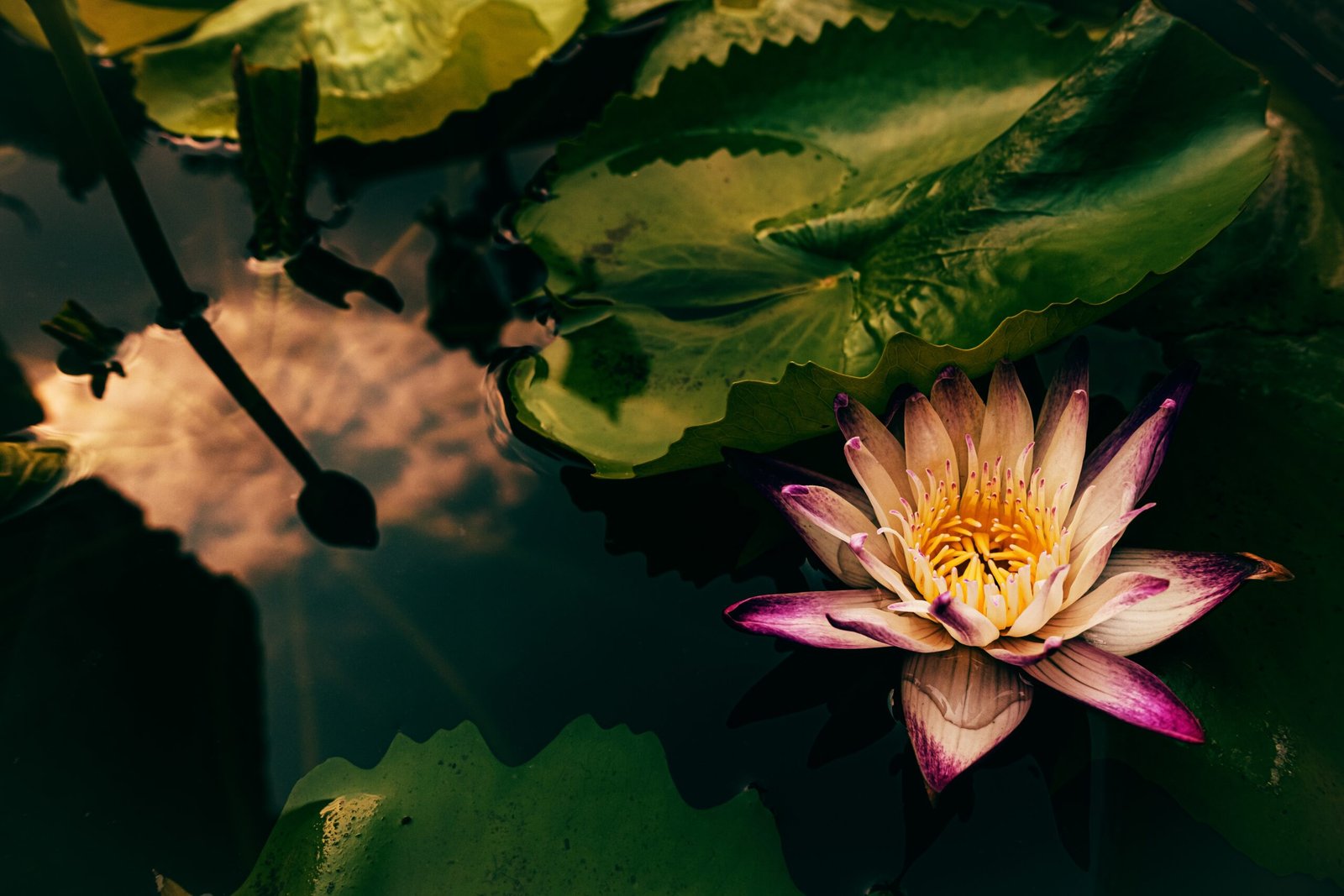 Lotus